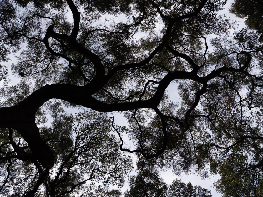 Descansco Gardens 20